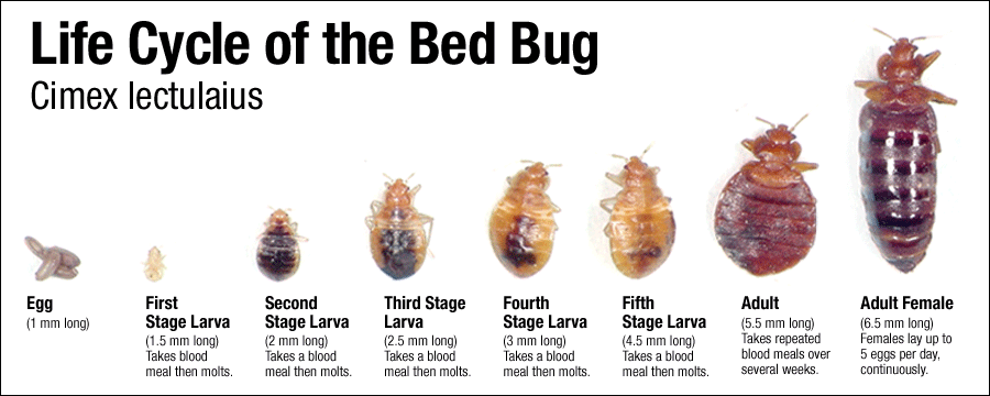 Kill Bed Bugs NYC