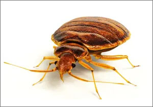 Termite Ant  NYC All Out Bed Bug Exterminating